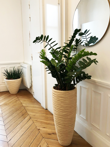 plante d'int&eacute;rieur Zamioculcas