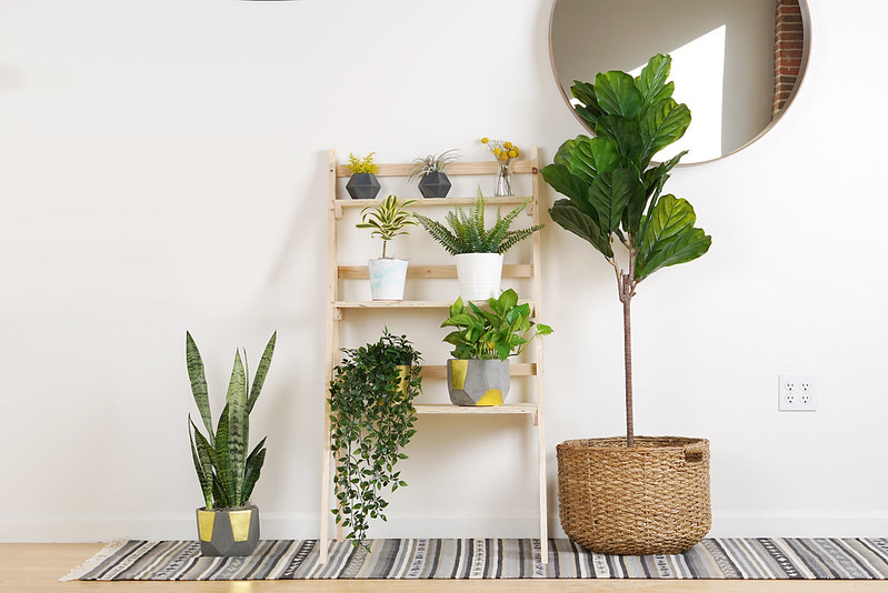 plantes d&eacute;polluantes salon